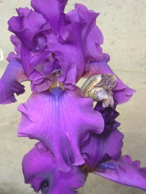 Sultry Mood TB iris June 6 2011, TB Iris Sultry Mood June 6 2011
